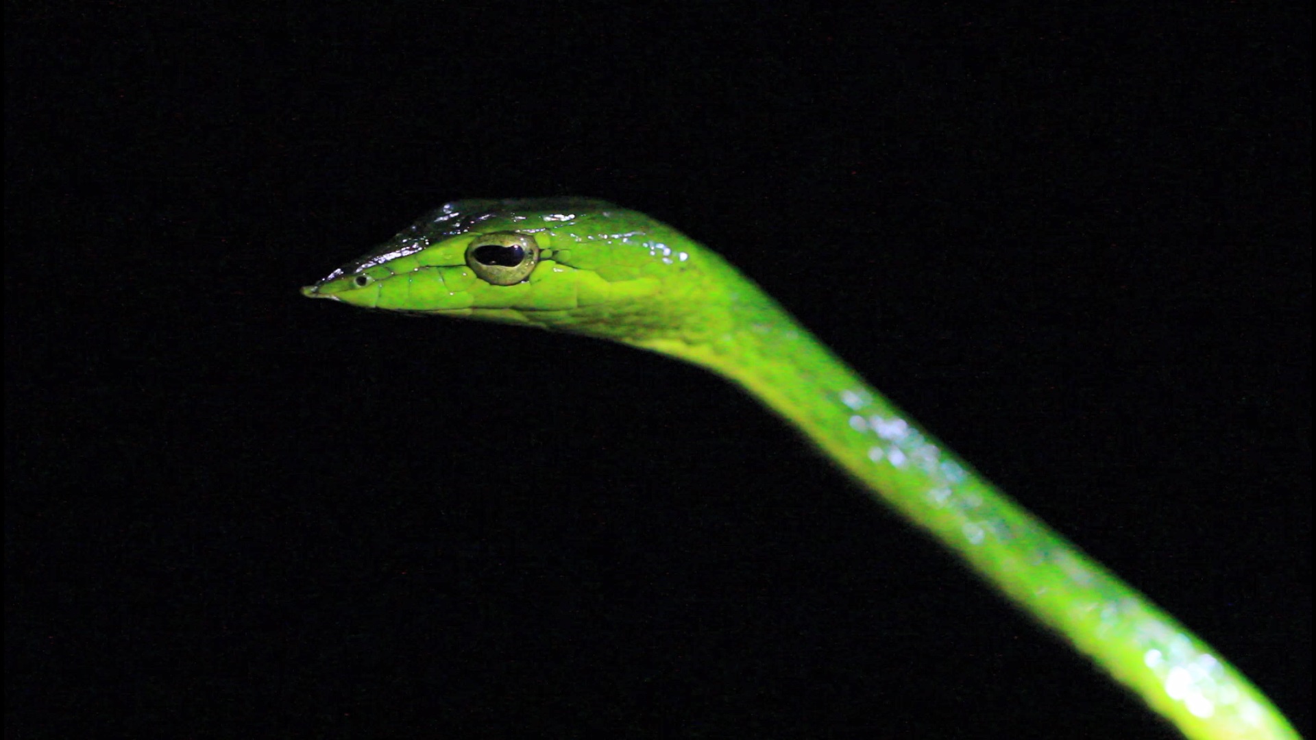 Common Vine Snake